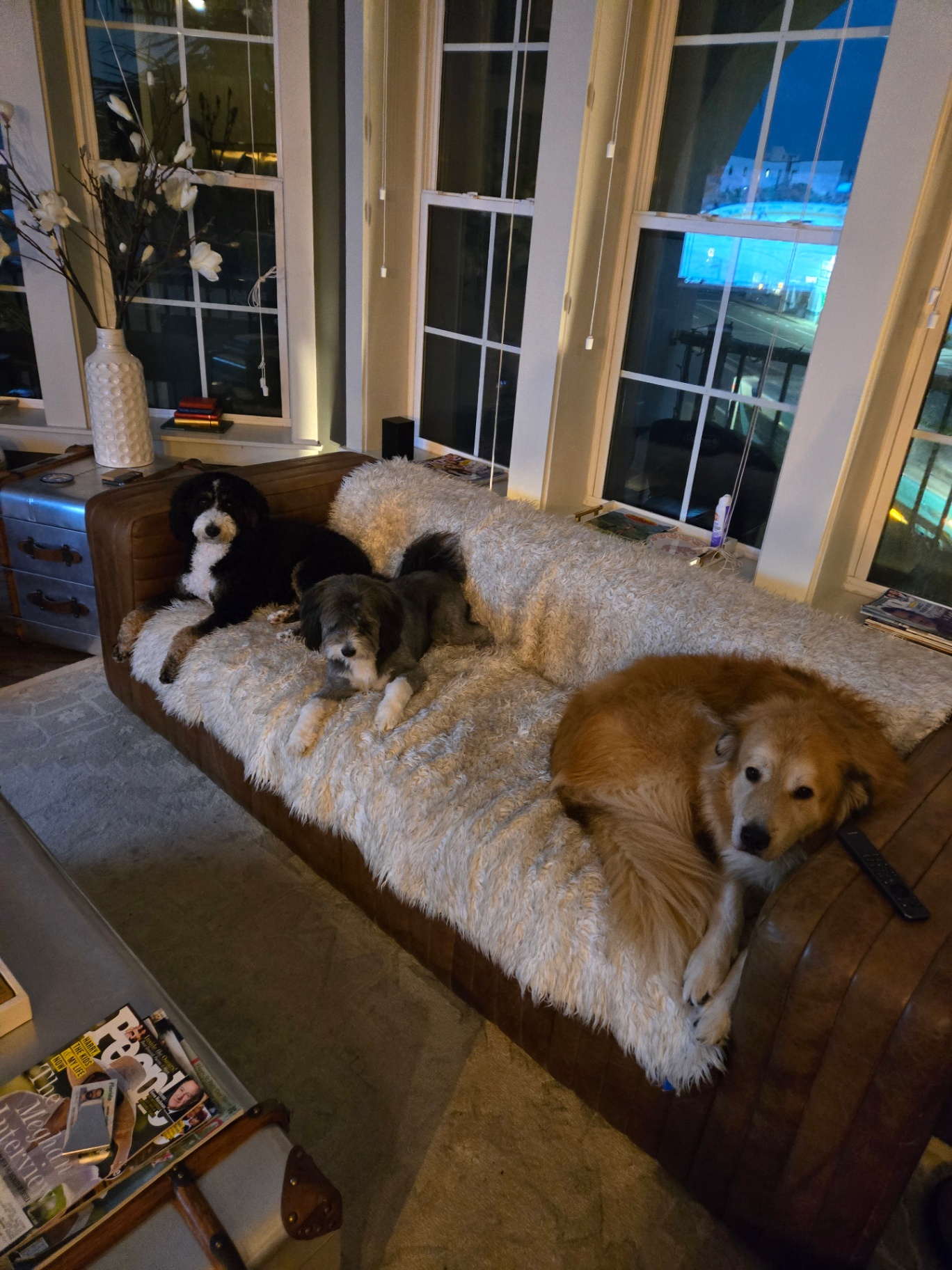 Three dogs curled up on the couch for the evening