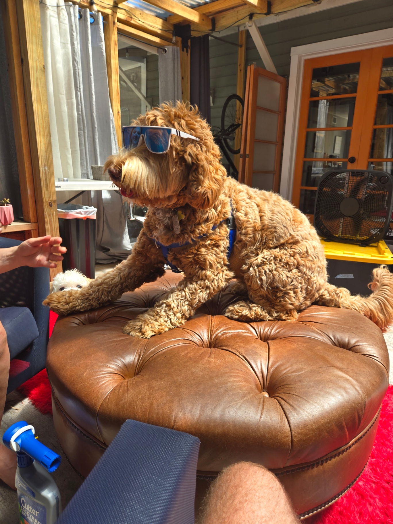A golden doodle in sunglasses lounging on a leather ottoman on the porch