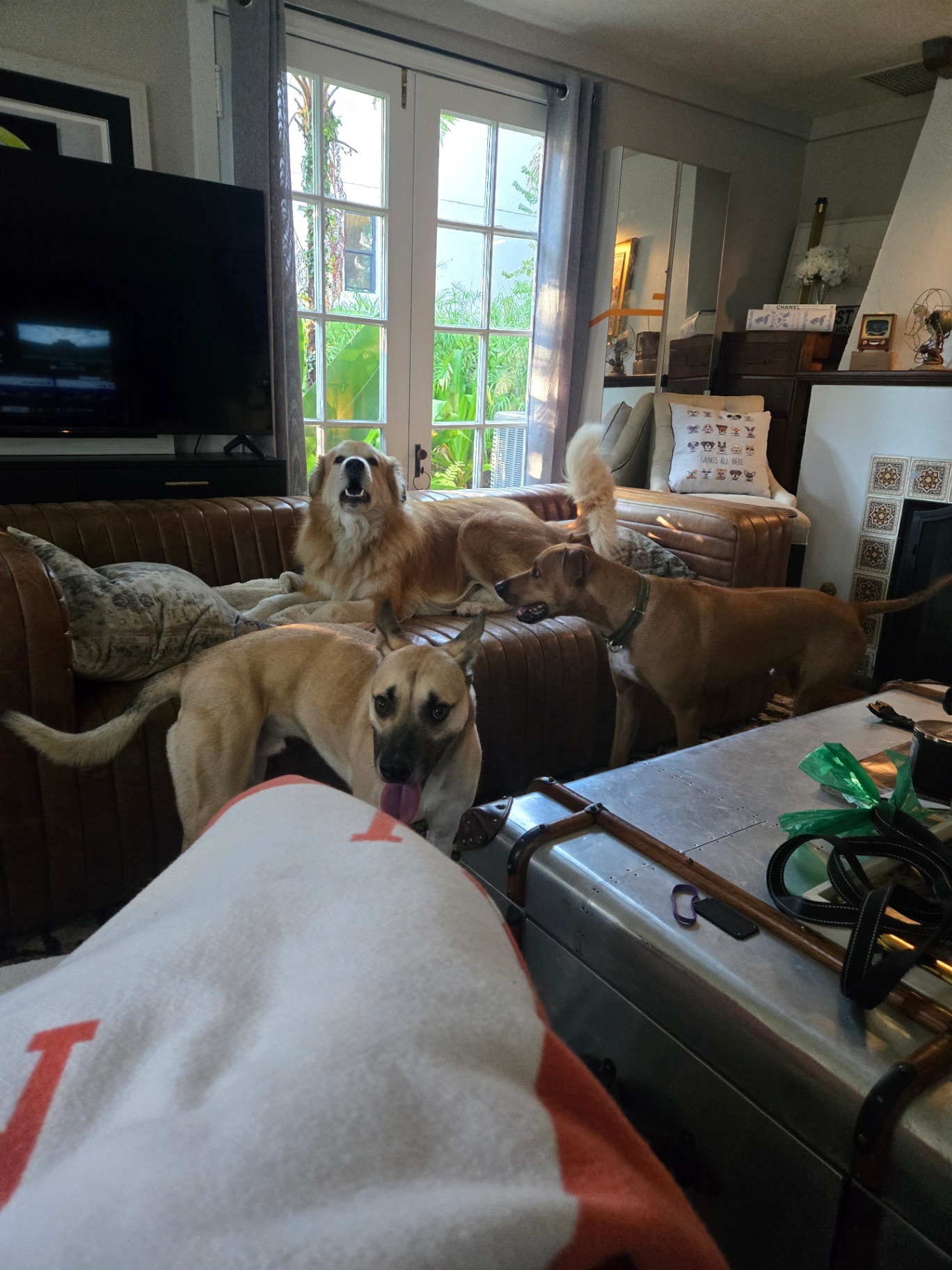 A pack of dogs playing freely across the open living space