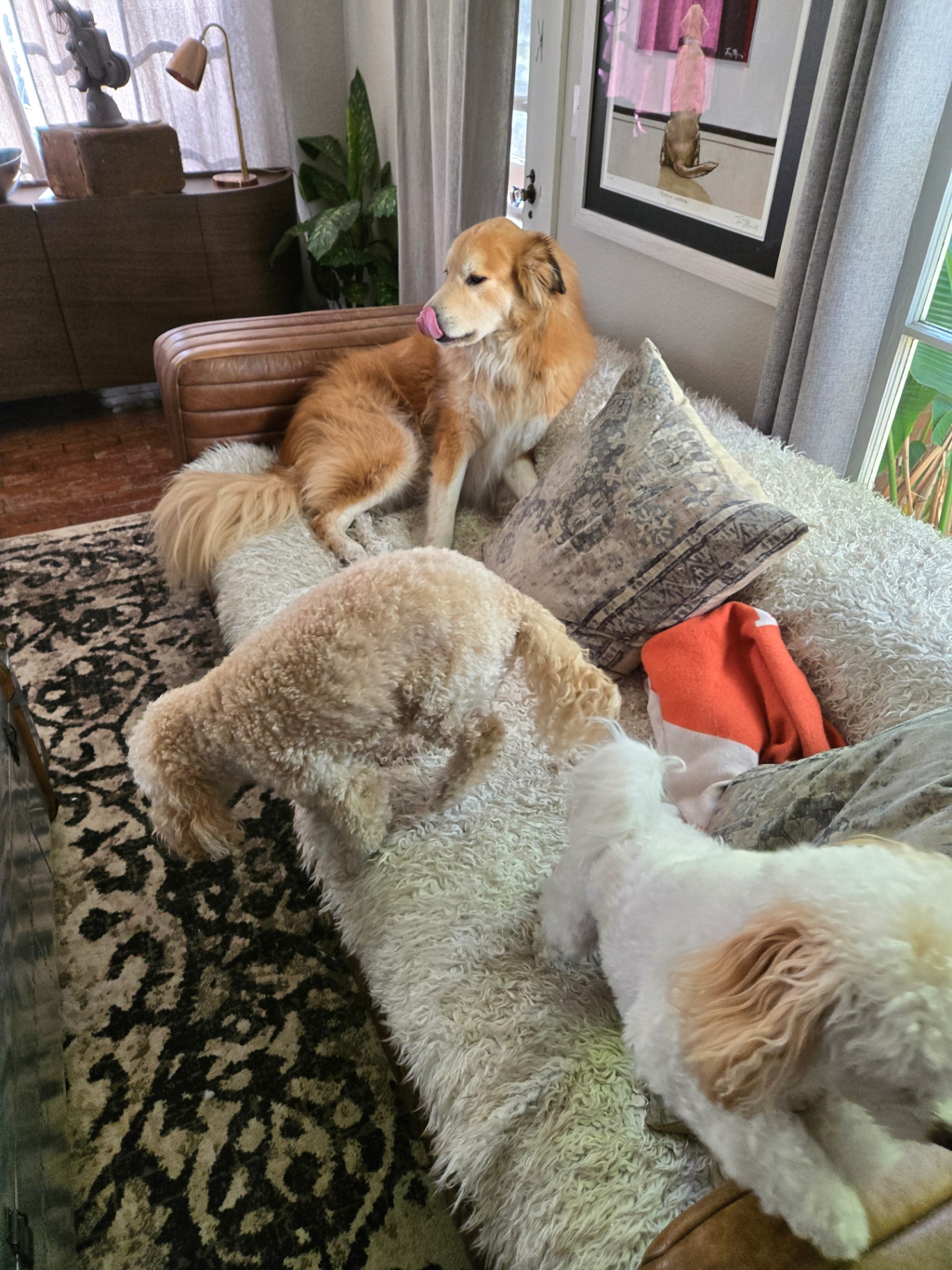 Dogs sharing the sofa in the sunlit family room
