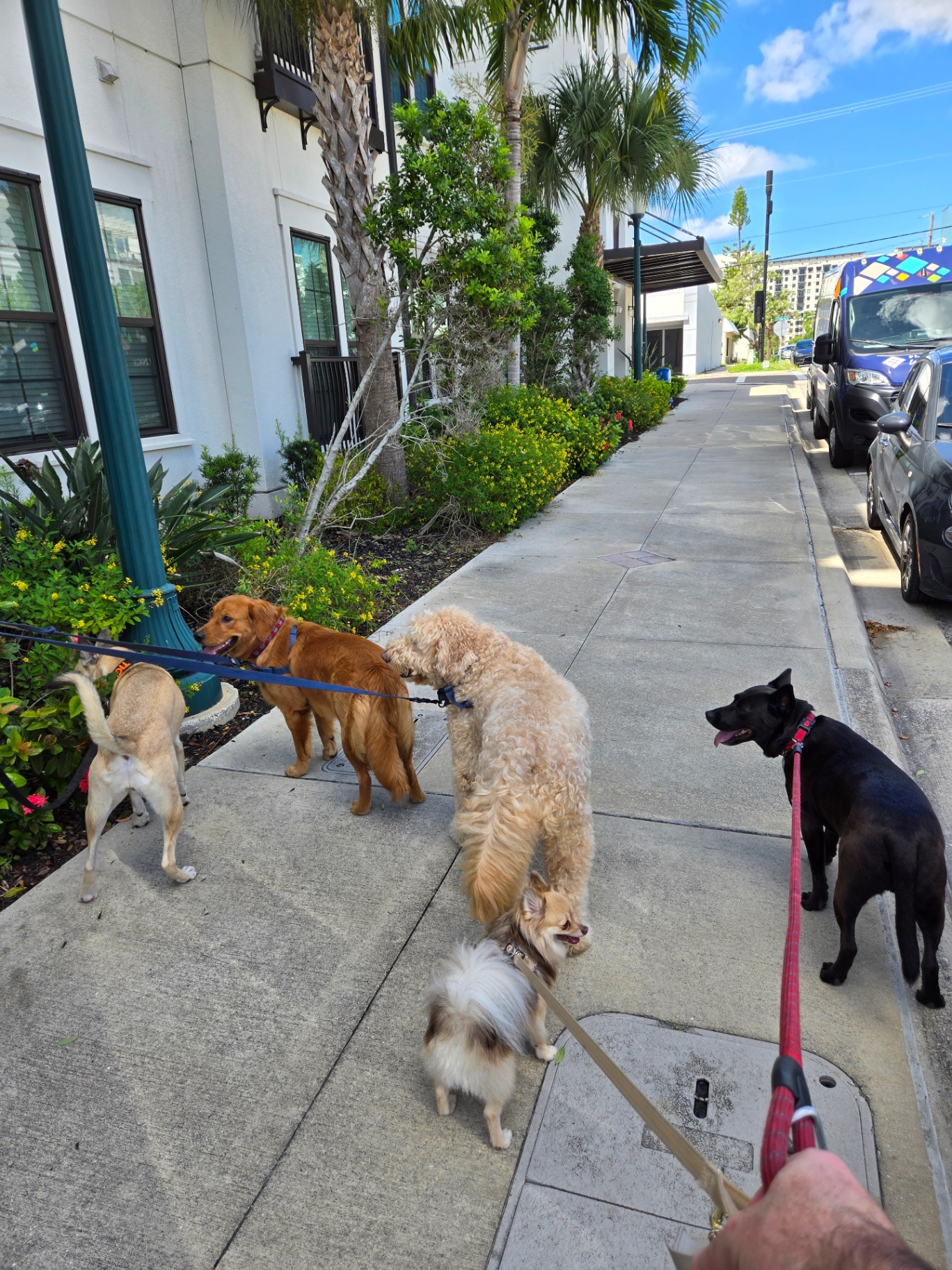 A group leash walk through the neighborhood on a sunny Sarasota morning