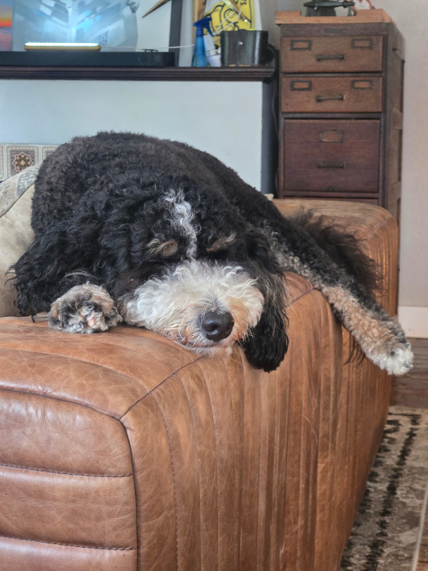 A bernedoodle fast asleep over the arm of the leather sofa